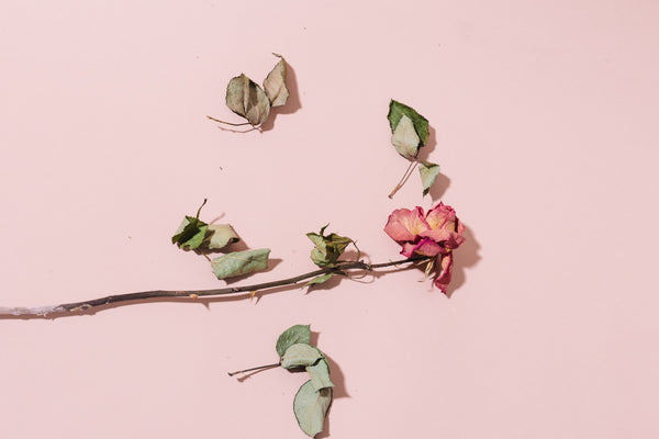 Five Ways to Incorporate Rose into Your Skincare